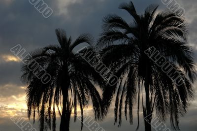 the palm trees on the sunset