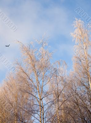 Winter frosty morning