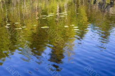 Reflection of a wood in lake