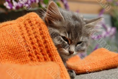 the kitten
