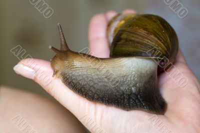 Snail ahatina