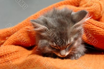 the kitten
