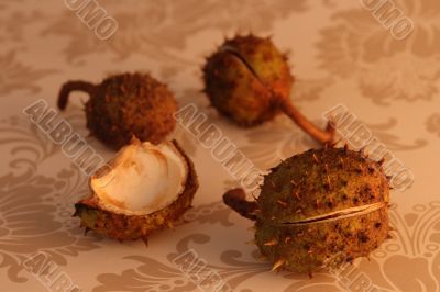 cupule with spikes
