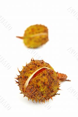 spiky cupule