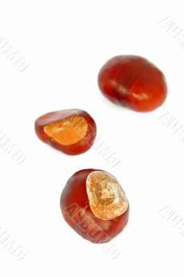 sweet chestnuts