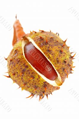 cracked cupule on white