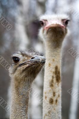 Two ostriches