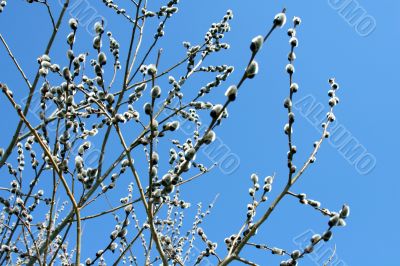 Pussy-willow