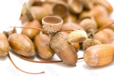 acorns