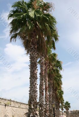 Row of Palms