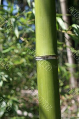 Green Bamboo