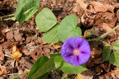 Purple Flower