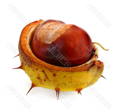 chestnut on white