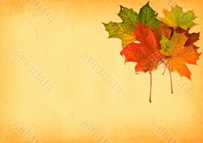 maple leaves against paper