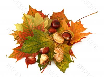 maple leaves and chestnuts #2