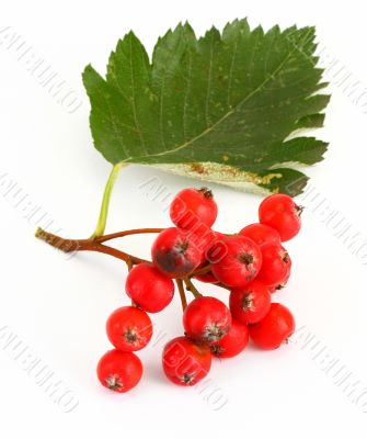 rowan berries #3