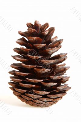 Cedar cone