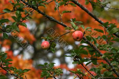 Two apples on branch with colorful autumn background