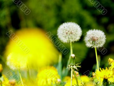 Dandelions