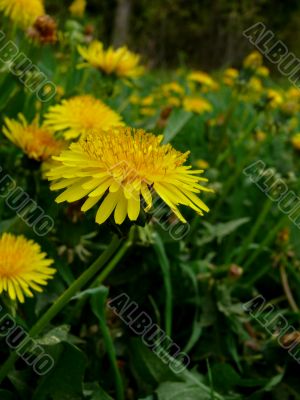 Dandelions