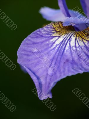 Blossoming iris