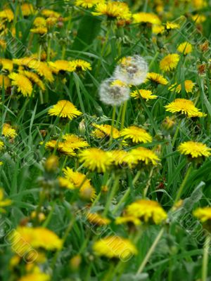 Dandelions