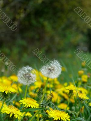 Dandelions