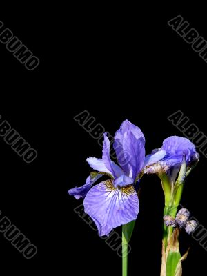 Blossoming iris