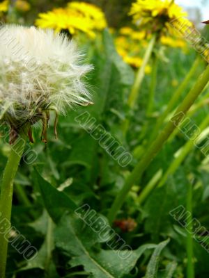 Dandelions