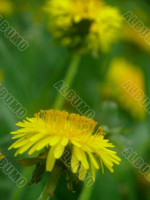 Dandelions