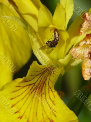 Blossoming iris