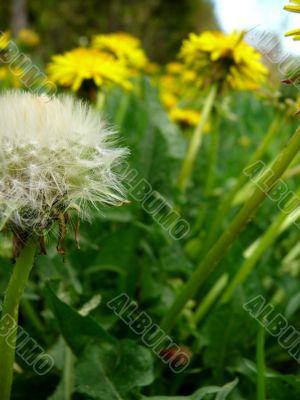 Dandelions
