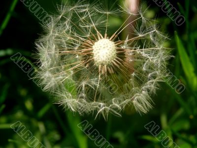 blowball  Dandelions