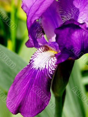 Blossoming iris