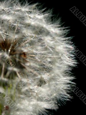 blowball