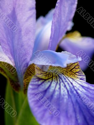 Blossoming iris