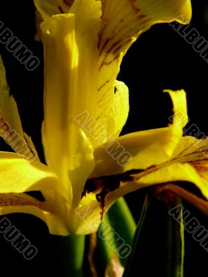 Blossoming iris