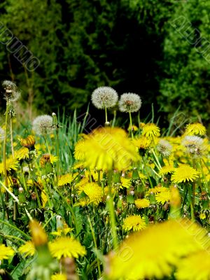 Dandelions