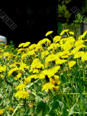 Dandelions