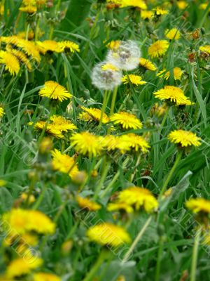Dandelions