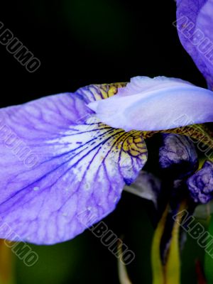 Blossoming iris