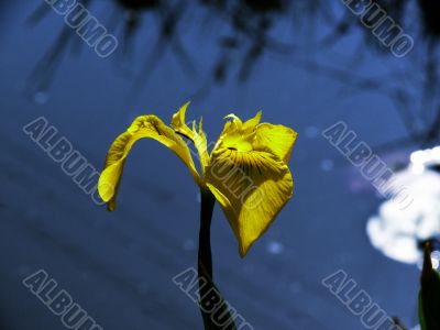 Blossoming iris