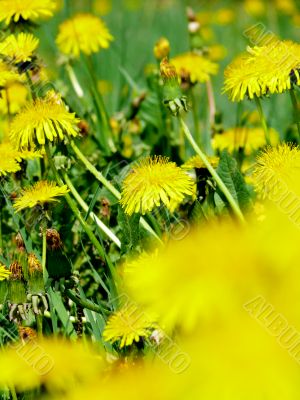 Dandelions