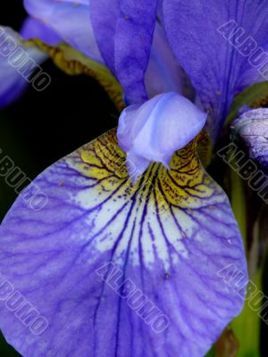 Blossoming iris