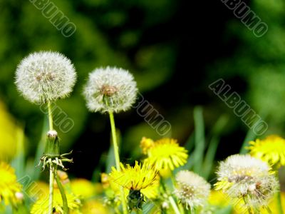 Dandelions