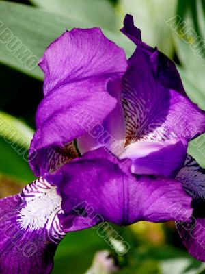 Blossoming iris
