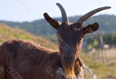brown goat