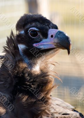 Black vulture