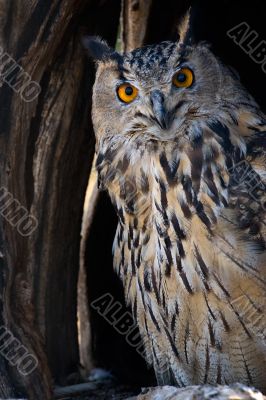 eagle-owl