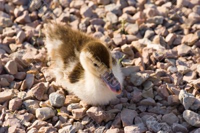 duckling